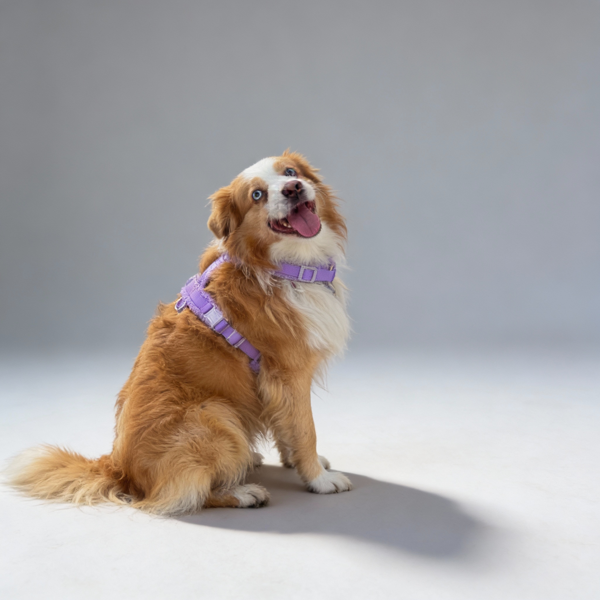 Hundegeschirr-Set Teddy Violett-1