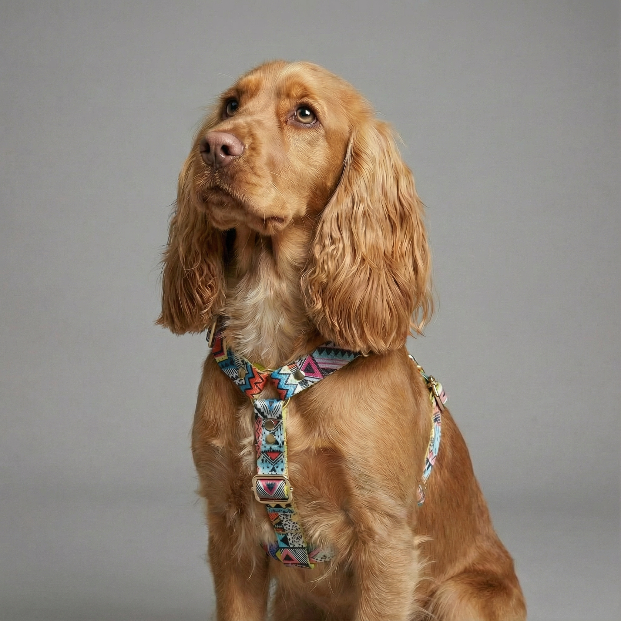Hundegeschirr Ethnic Vibrance-1